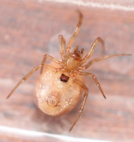 Steatoda bipunctata