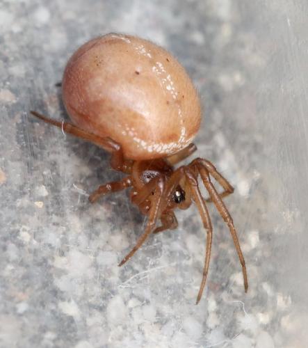 Steatoda bipunctata