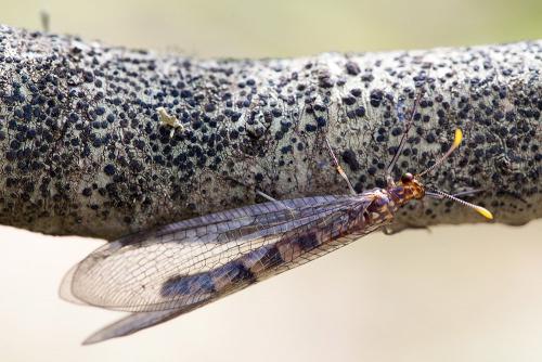 Megistopus flavicornis