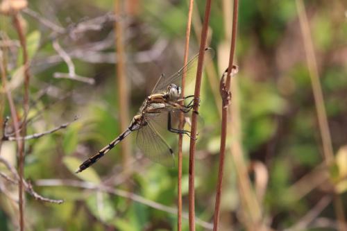 Réf. 121 744 : Orthetrum albistylum