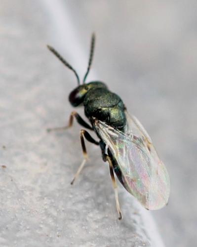 Pteromalinae