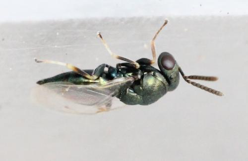 Réf. 121 977 : Pteromalinae inconnu