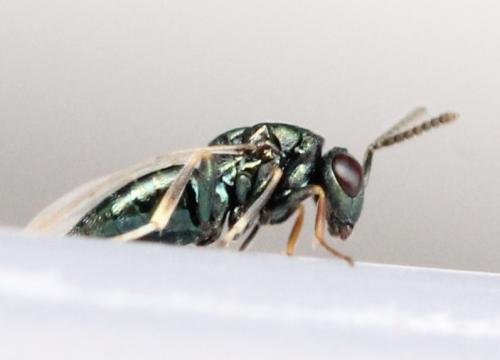 Pteromalinae