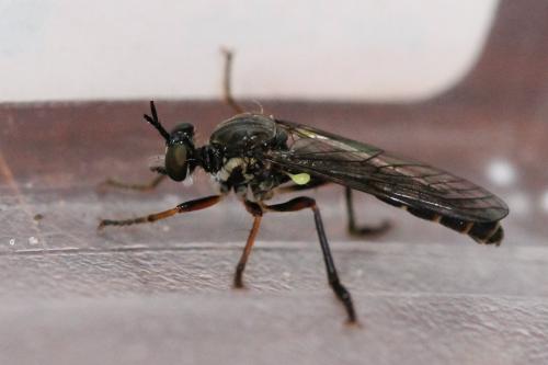 Dioctria hyalipennis