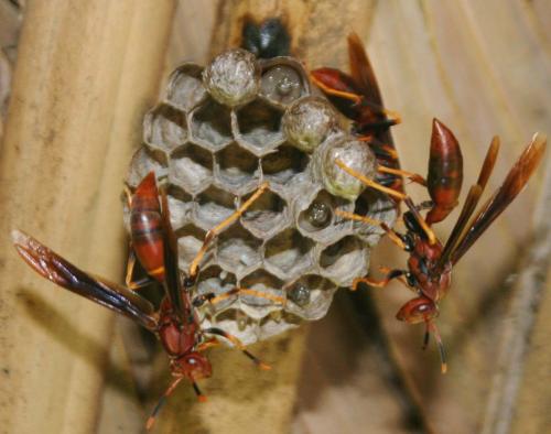 Polistes annularis