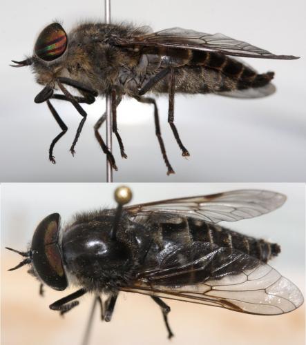 Tabanus quatuornotatus