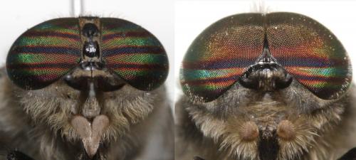 Tabanus quatuornotatus