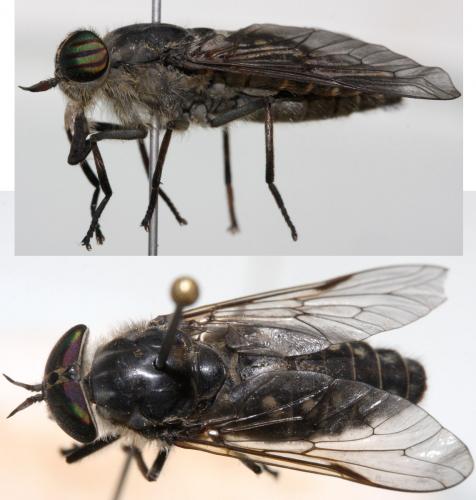 Tabanus quatuornotatus