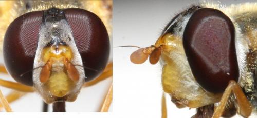 Epistrophe flava