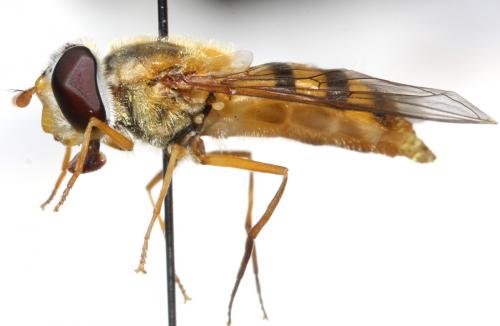 Epistrophe flava