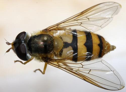 Epistrophe flava