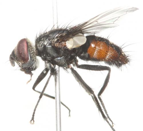 Réf. 121 793 : Winthemia quadripustulata