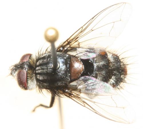 Réf. 121 794 : Winthemia quadripustulata