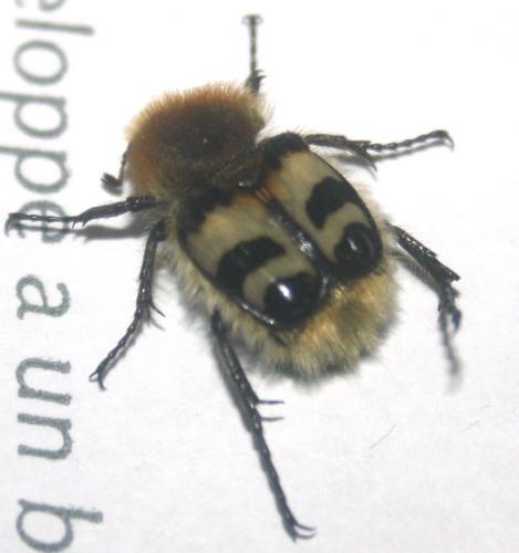 Trichius fasciatus