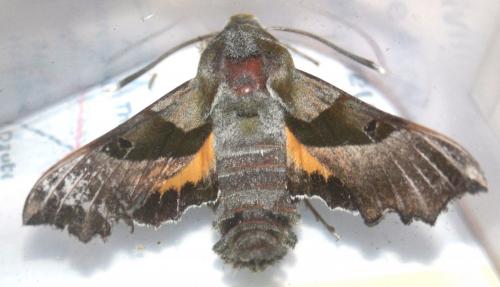 Proserpinus proserpina