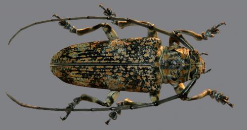 Pterochaos nebulosus