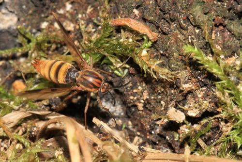 Keroplatus tipuloides