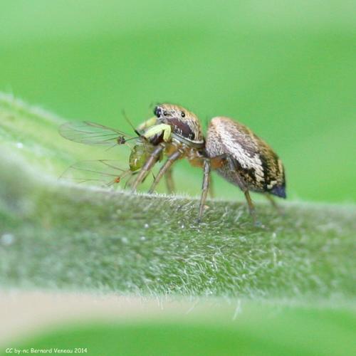 Heliophanus tribulosus