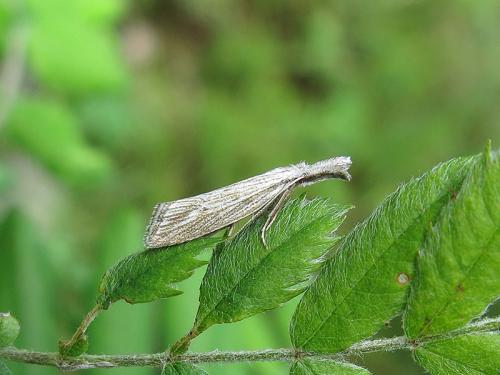 Minetia sp.