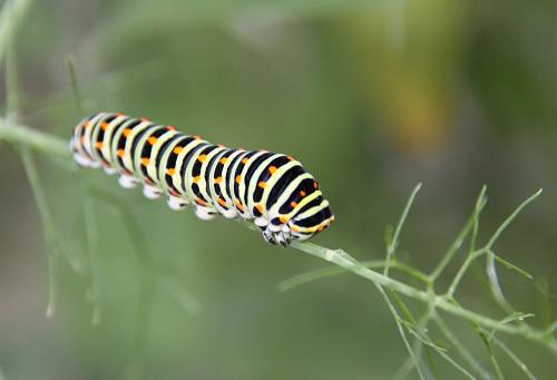 Papilio machaon