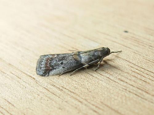 Réf. 121 571 : Acrobasis sp.