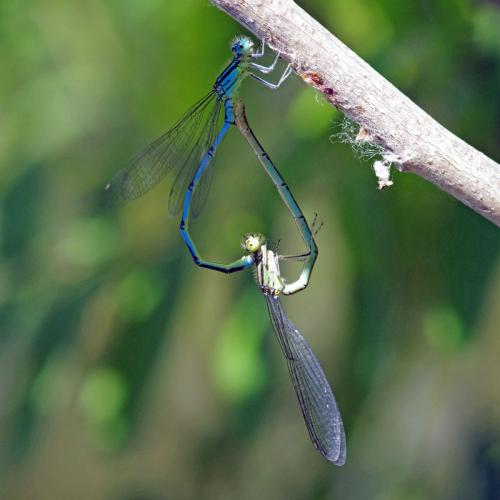 Erythromma lindenii