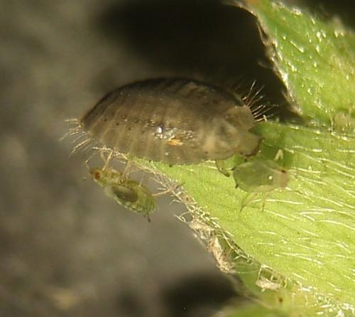 Platynaspis luteorubra