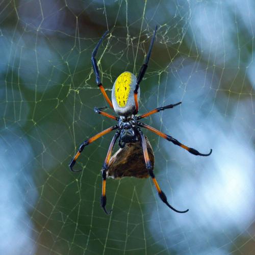 Réf. 121 735 : Trichonephila inaurata