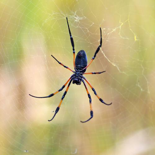 Réf. 121 736 : Trichonephila inaurata