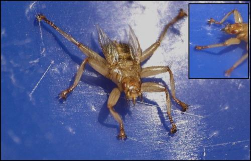 Crataerina pallida