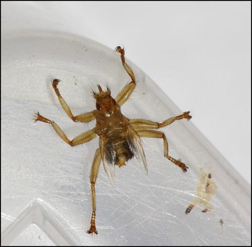 Réf. 121 406 : Crataerina pallida