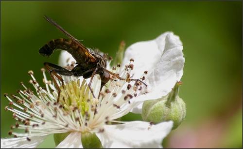 Empis tessellata