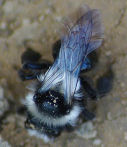 Andrena cineraria