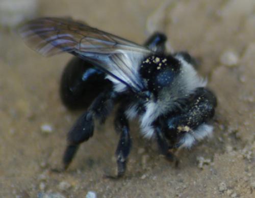 Andrena cineraria
