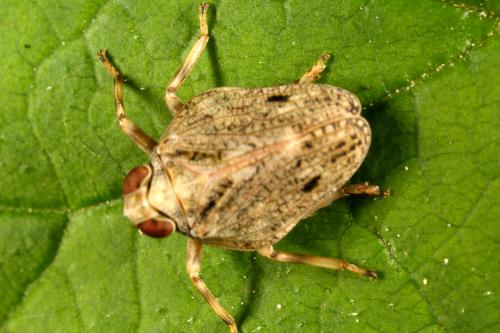 Issus coleoptratus