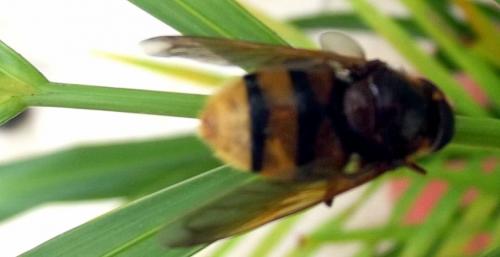 Volucella zonaria