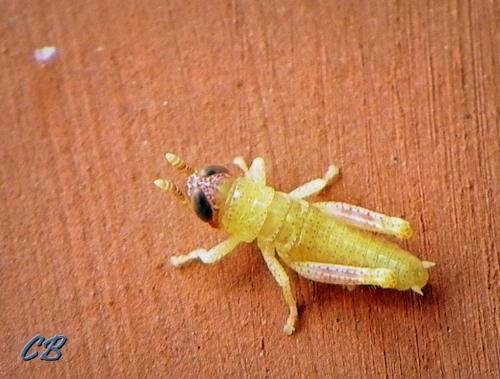 Pezotettix giornae