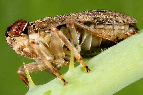 Issus coleoptratus