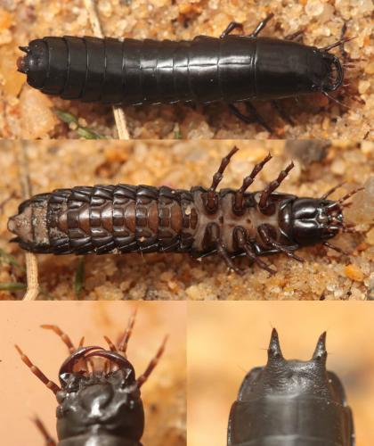 Réf. 121 893 : Carabus nemoralis