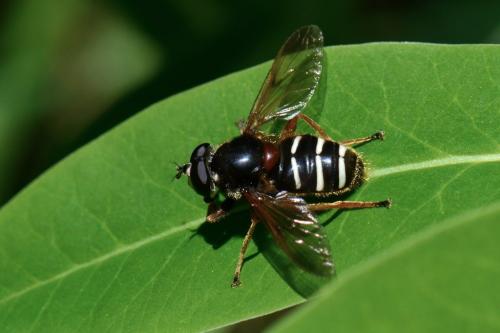 Sericomyia lappona