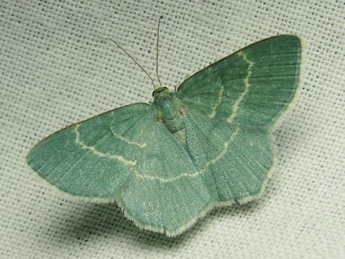 Chlorissa cloraria