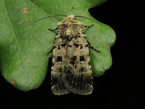 Réf. 121 460 : Chersotis multangula