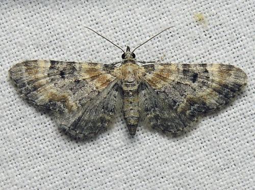 Eupithecia sp.