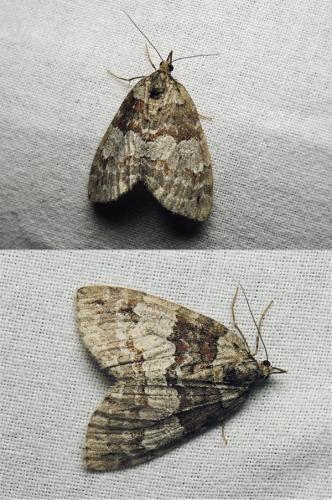 Hydriomena ruberata