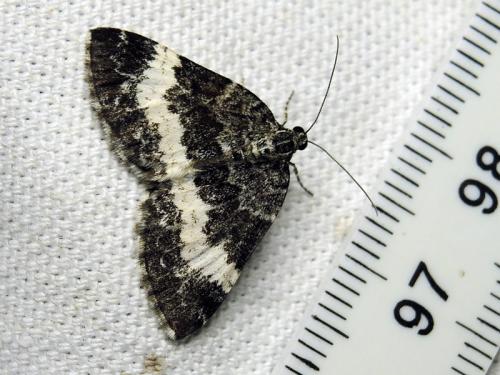 Réf. 121 786 : Spargania luctuata