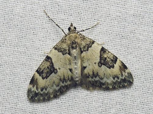 Thera vetustata