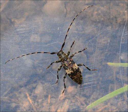 Réf. 121 864 : Leiopus sp.