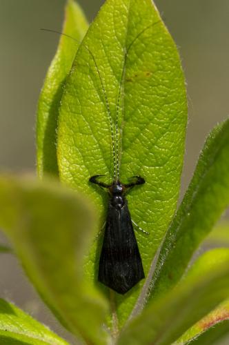 Réf. 121 324 : Mystacides sp.