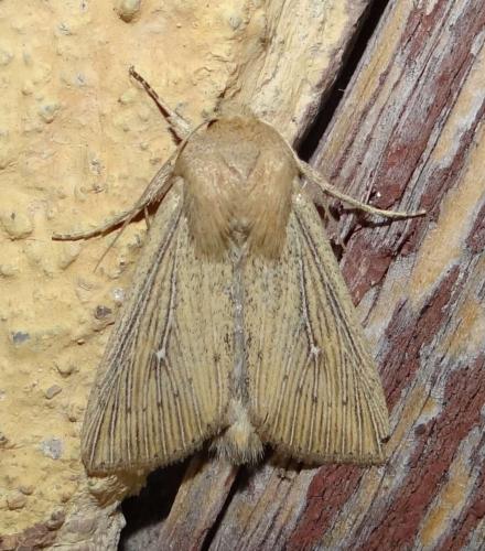 Réf. 121 840 : Leucania obsoleta