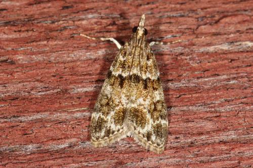 Eudonia mercurella